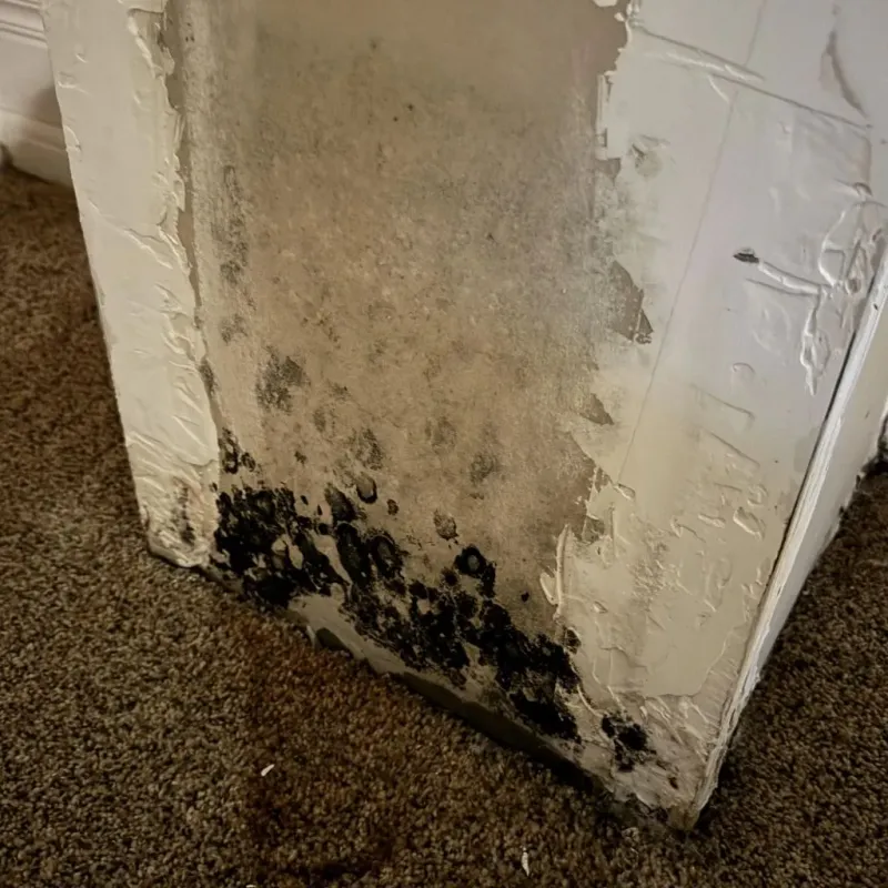 Professional Mold Removal in Lancaster County, NE
